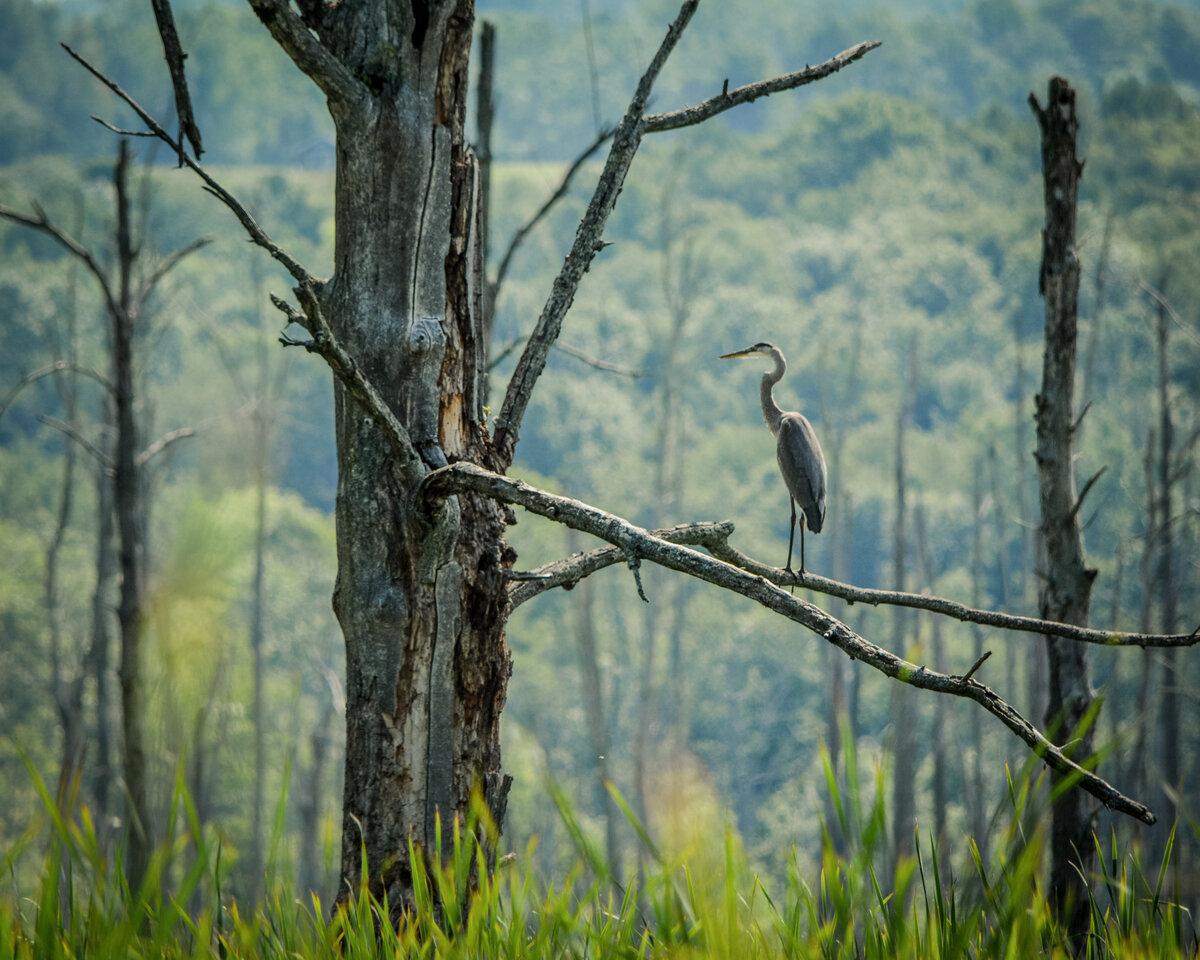 Great Blue Heron