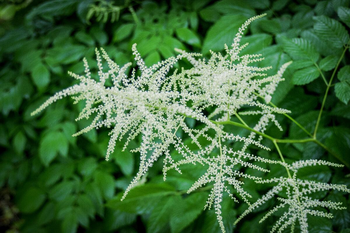 White Tree Flowers