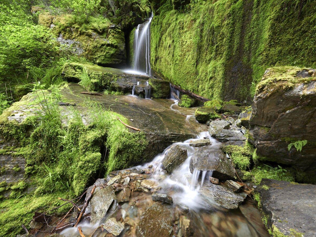 Lush green forest and a waterfall