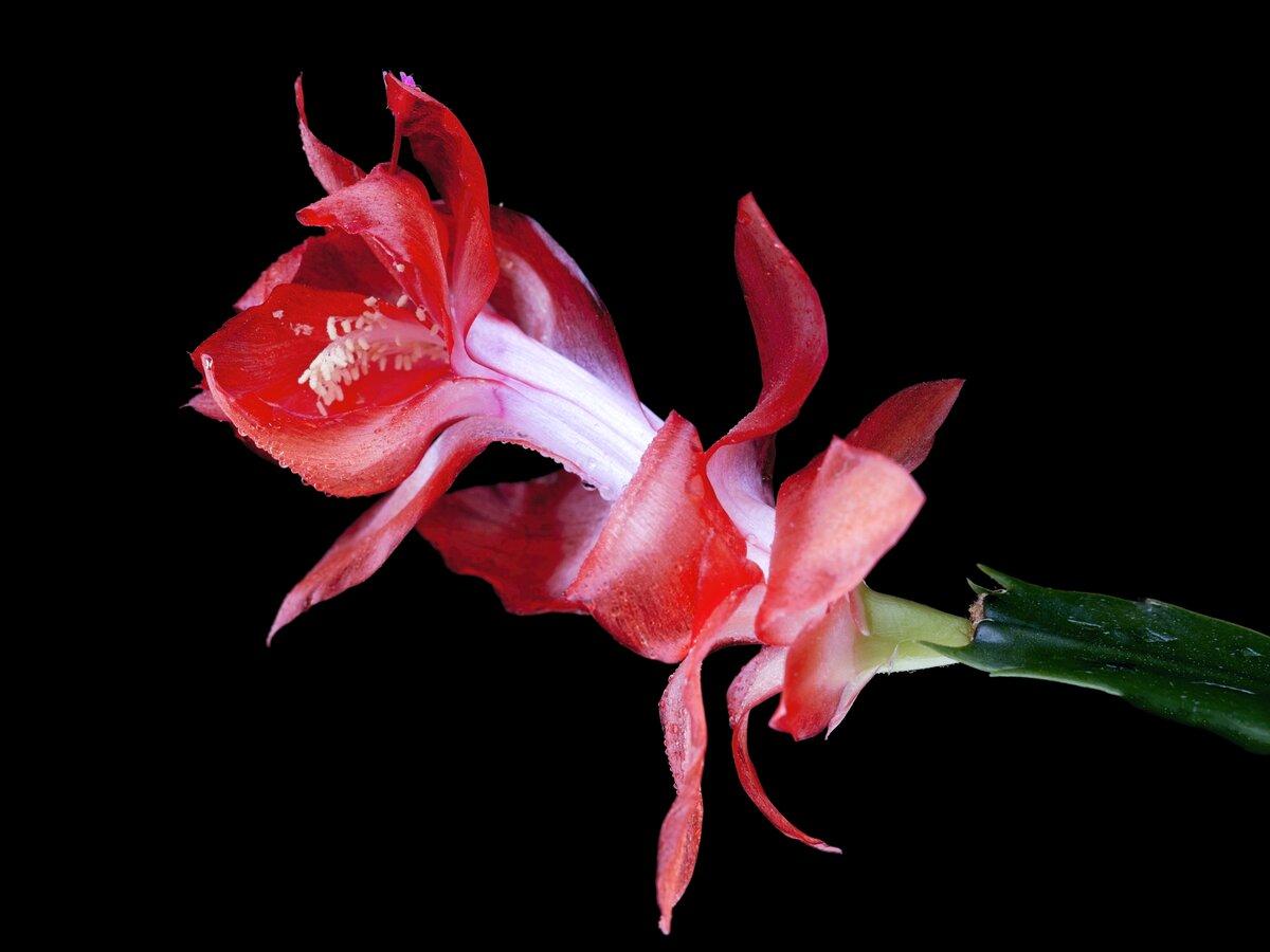 Close up of Christmas cactus flower