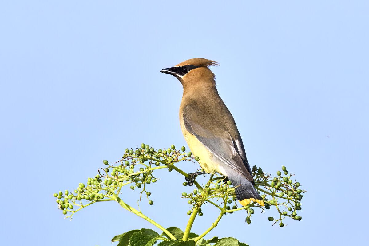 Cedar waxwing perched on a green plant