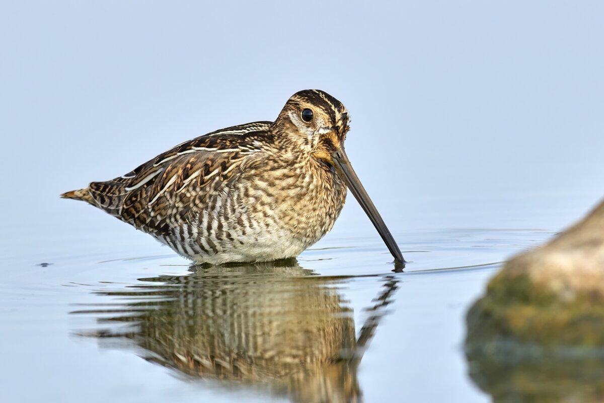 Wilson's snipe in shallow calm water