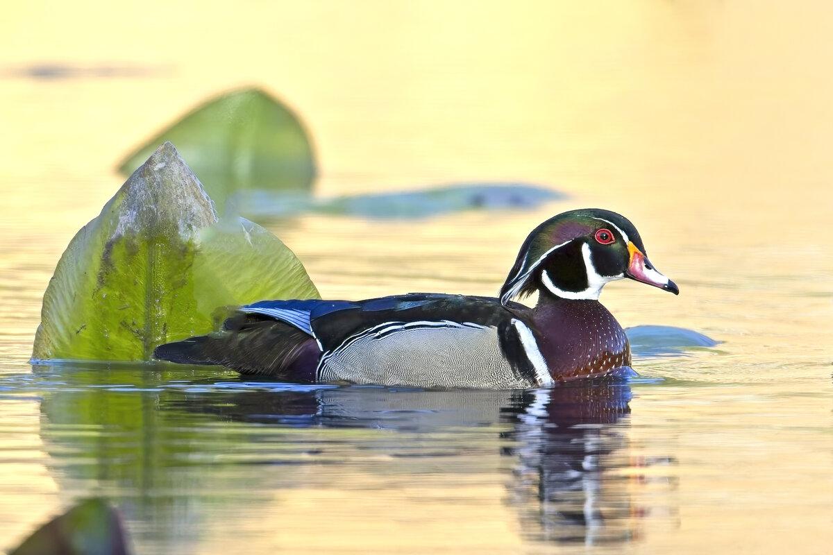 Colorful male wood duck in water