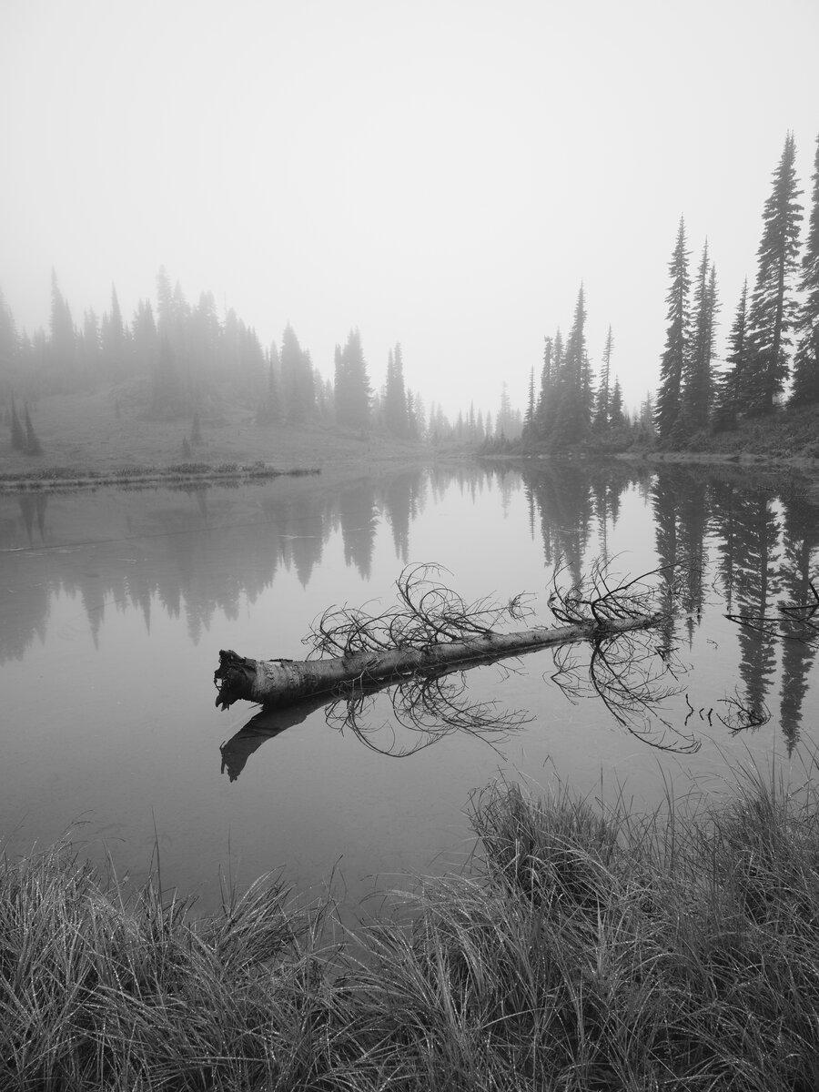 Black and white of calm pond on foggy morning