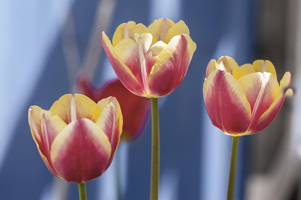 Pretty tulips in the garden