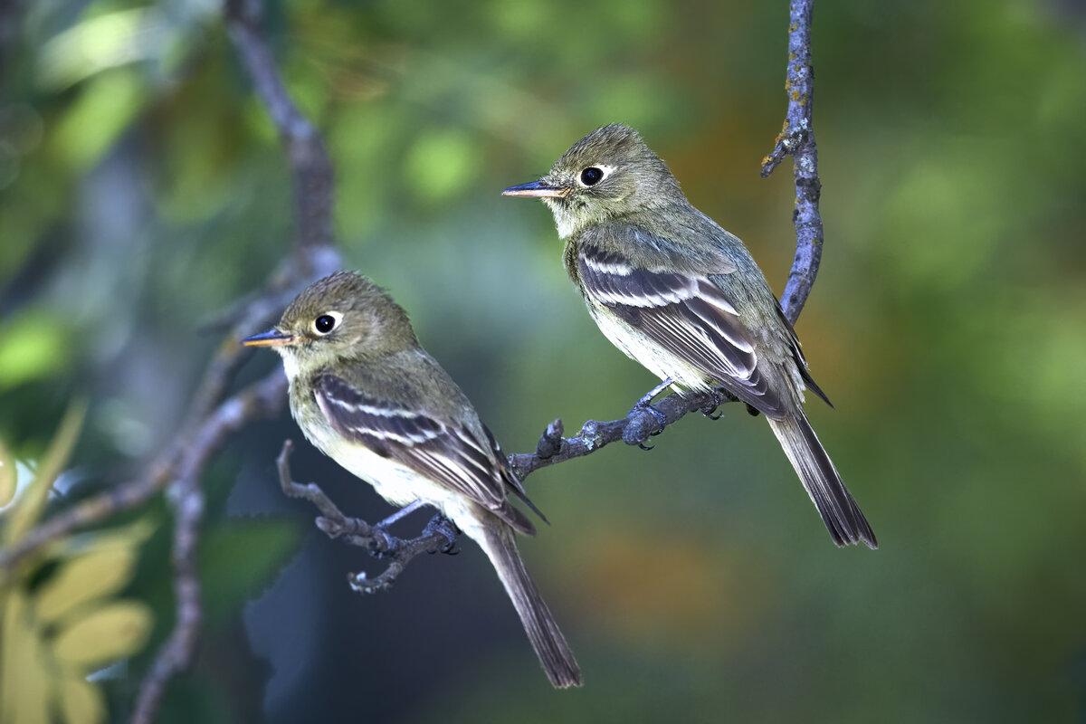 Pair of western flycatchers on a branch