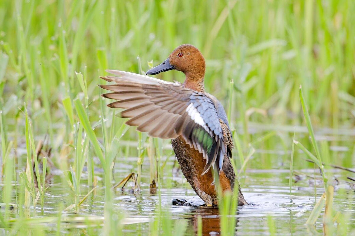 Cinnamon teal with wings swept forward