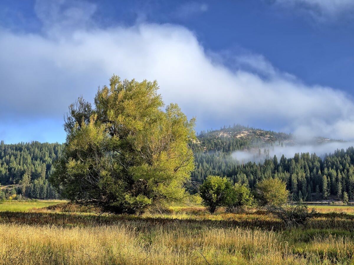 Trees in the field under morning light