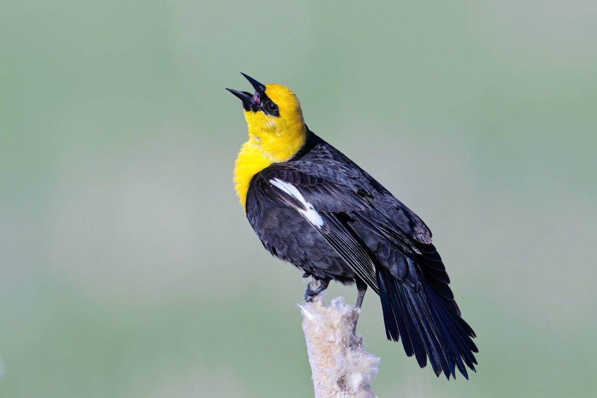 Yellow headed blackbird calling out