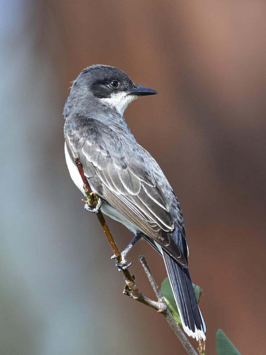 Eastern kingbird perched on a twig
