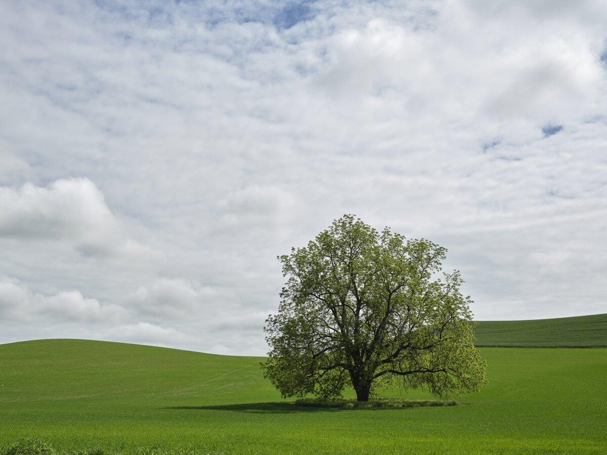 Lone tree stands in lush green farm field