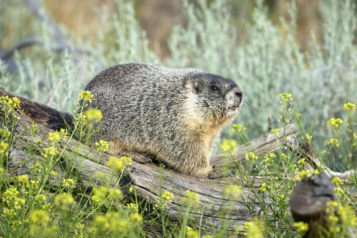 Yellow bellied marmot resting on a log