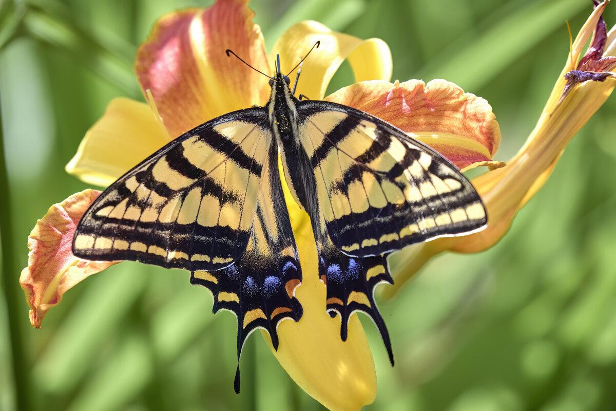 Wide open wings of a yellow tiger swallowtail