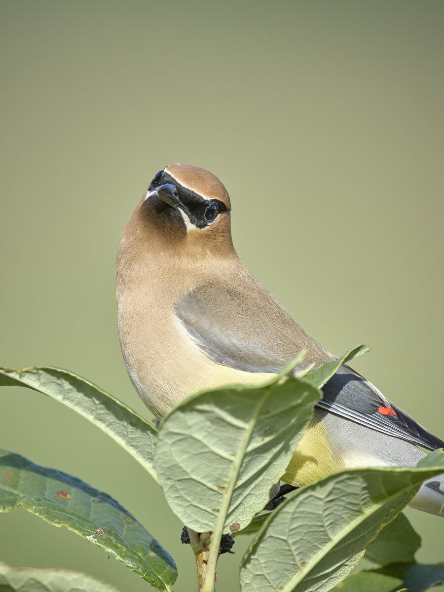 Cute portrait of a cedar waxwing bird
