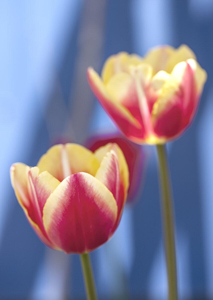 Two yellow and pink tulips