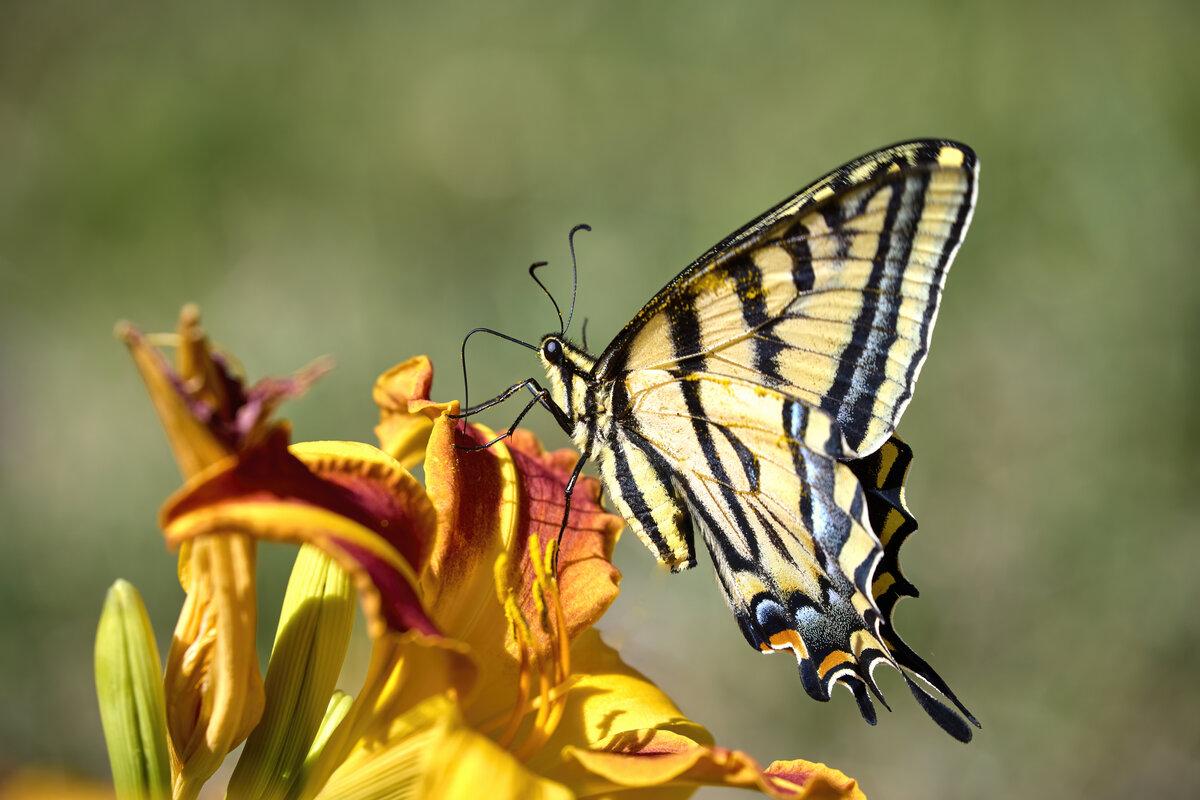 Tiger swallowtail on a day lily