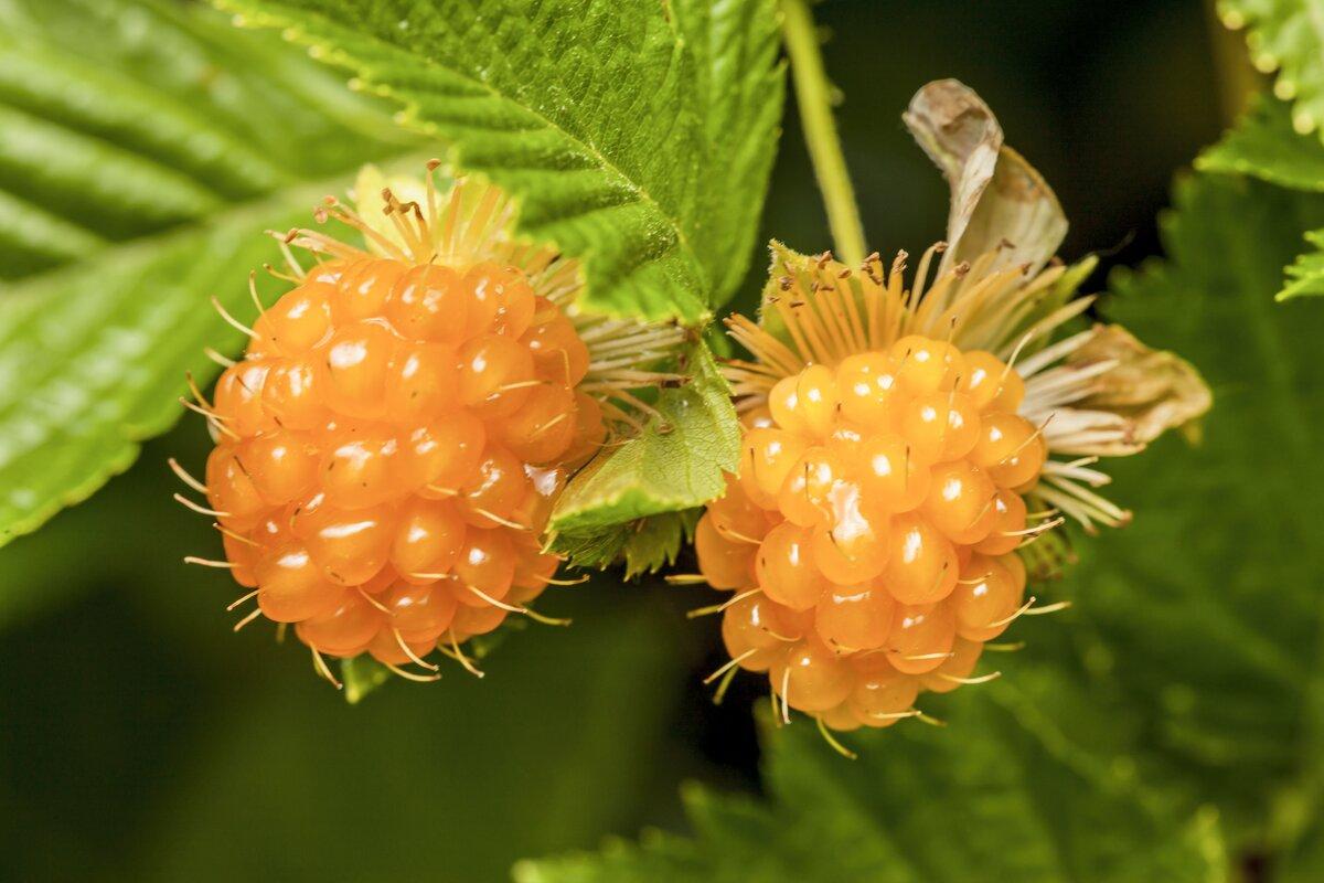 Close up of two yellow raspberries