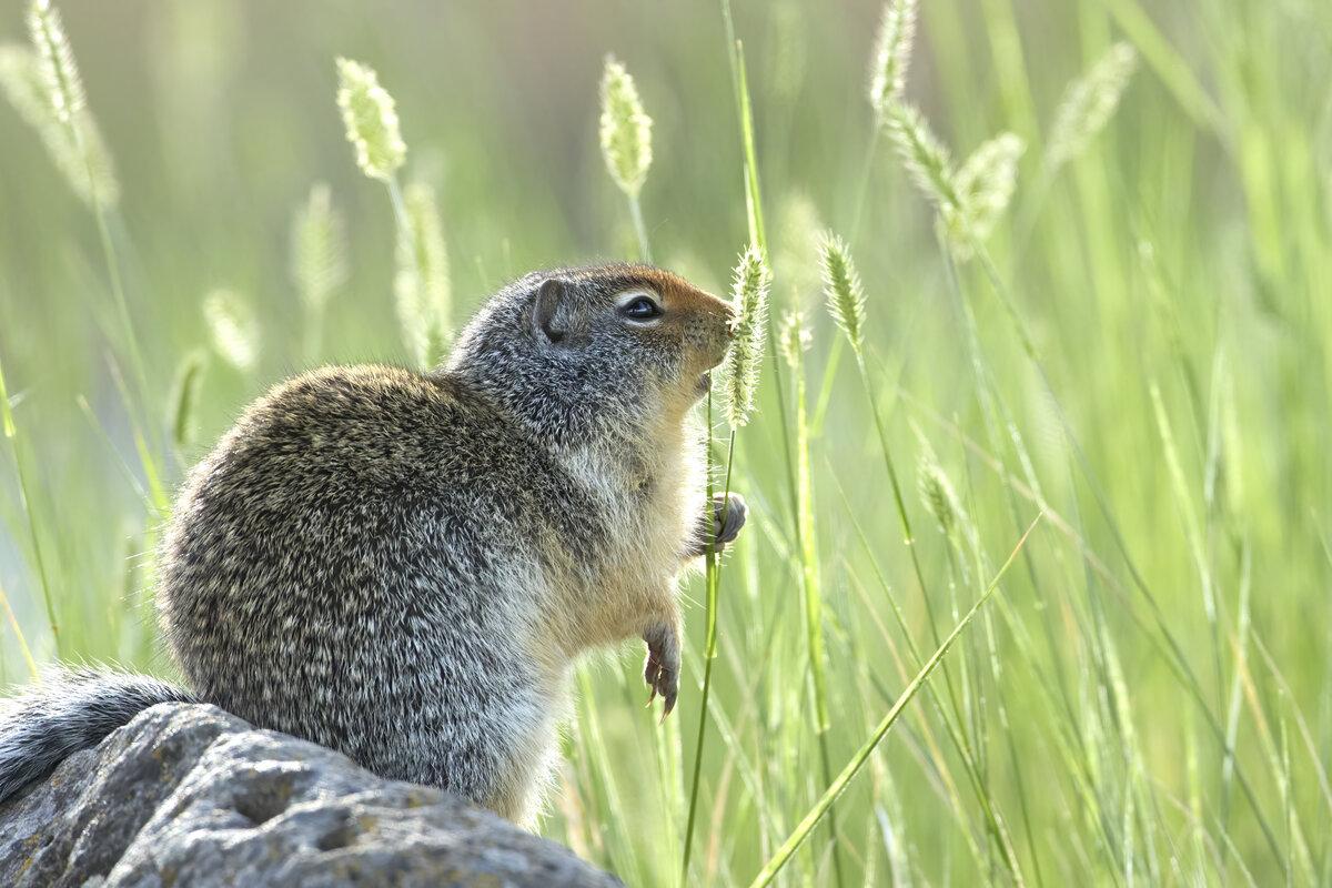 Columbian ground squirrel eating a plant