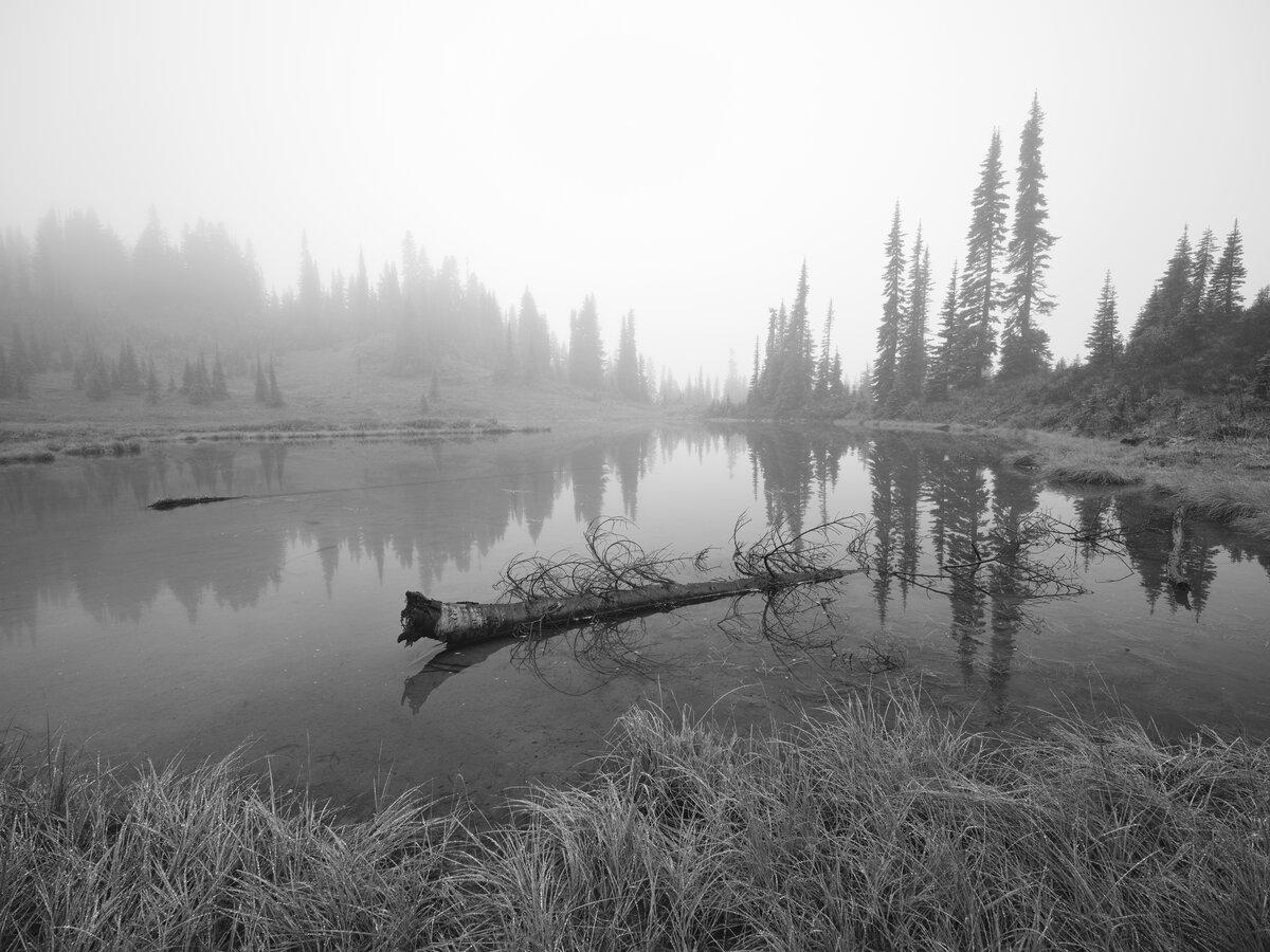 B&W of foggy morning and tree in the water