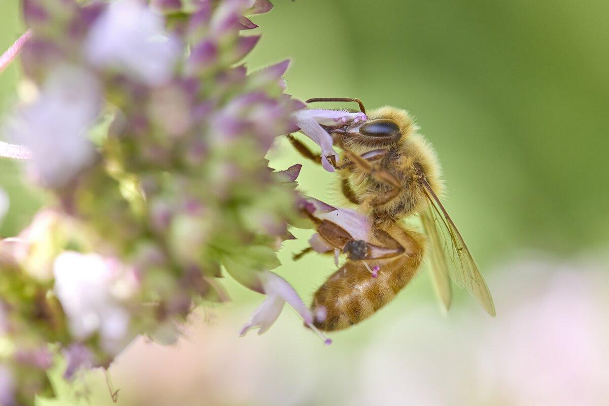 Honey bee gathers pollen from the flowers