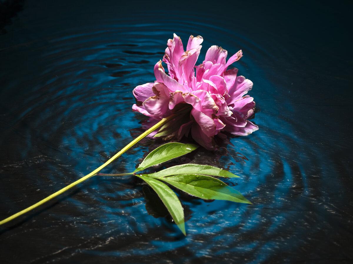 Peony flower in shallow rippled water