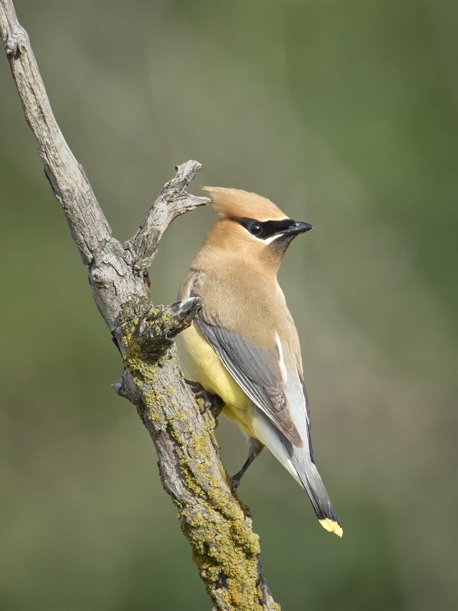 Cedar waxwing clings to a branch