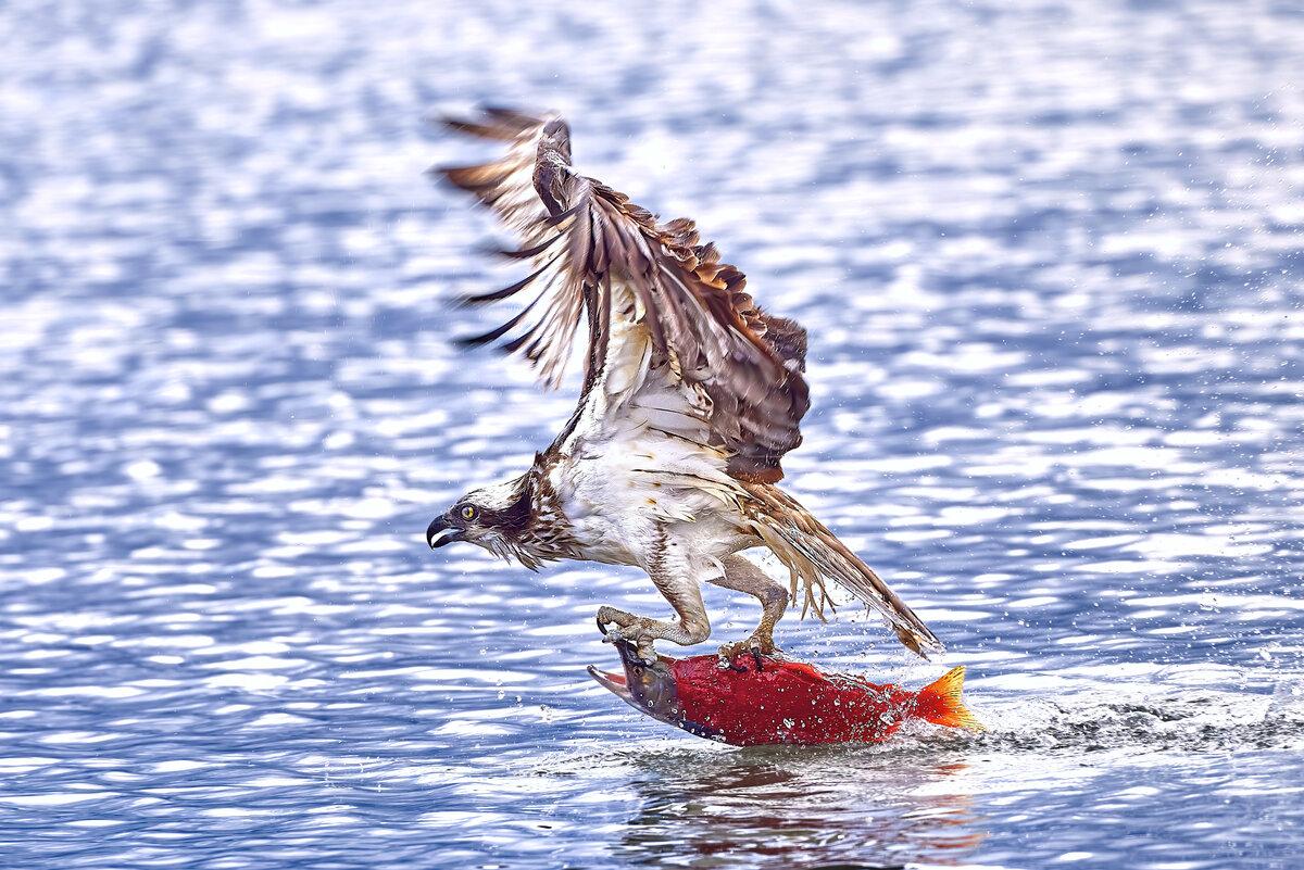 Osprey holds fish in claws above the water
