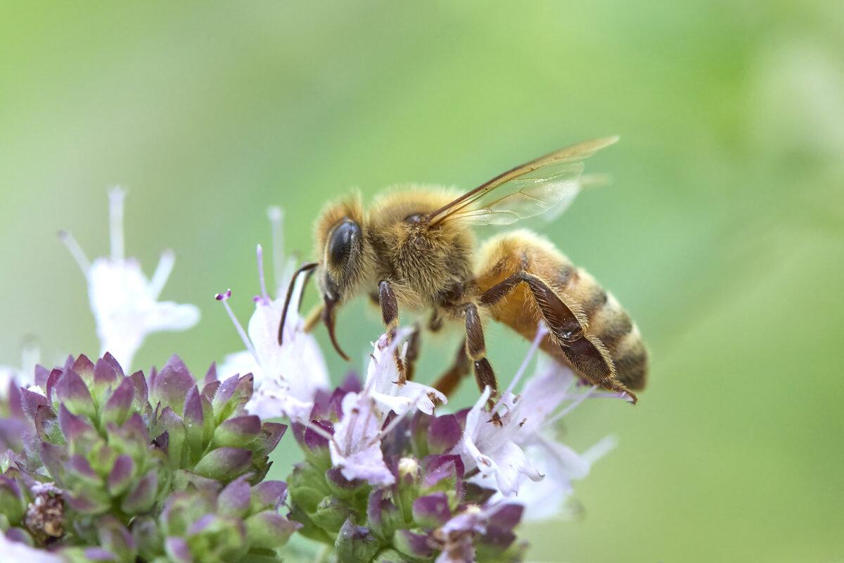 Honeybee on top of oregano flowers