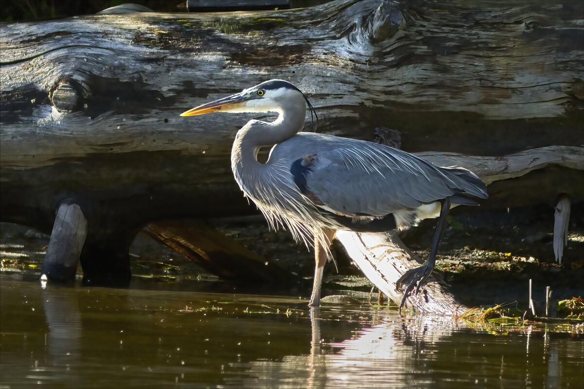 Great blue heron backlit by the morning sun