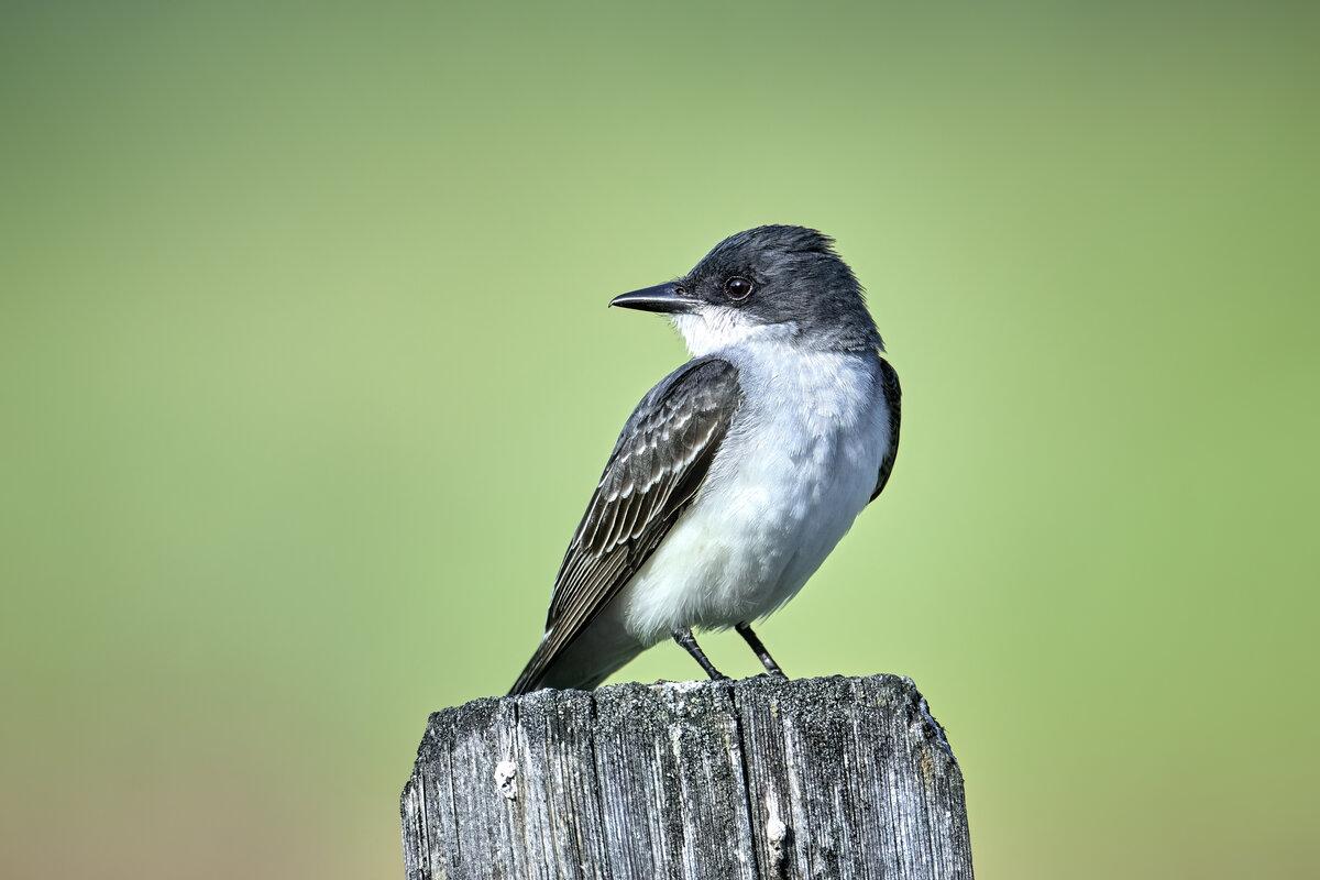 An alert eastern kingbird perched on a post