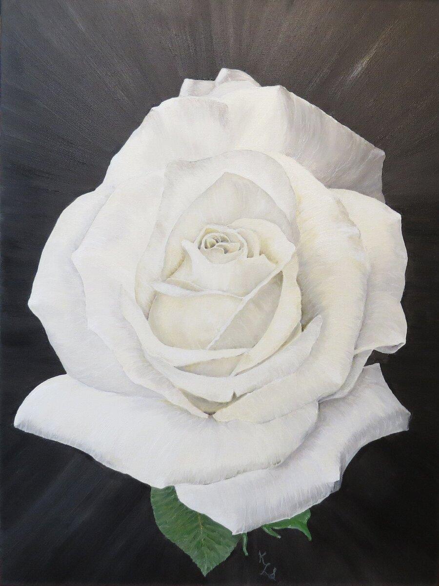 White Rose #2