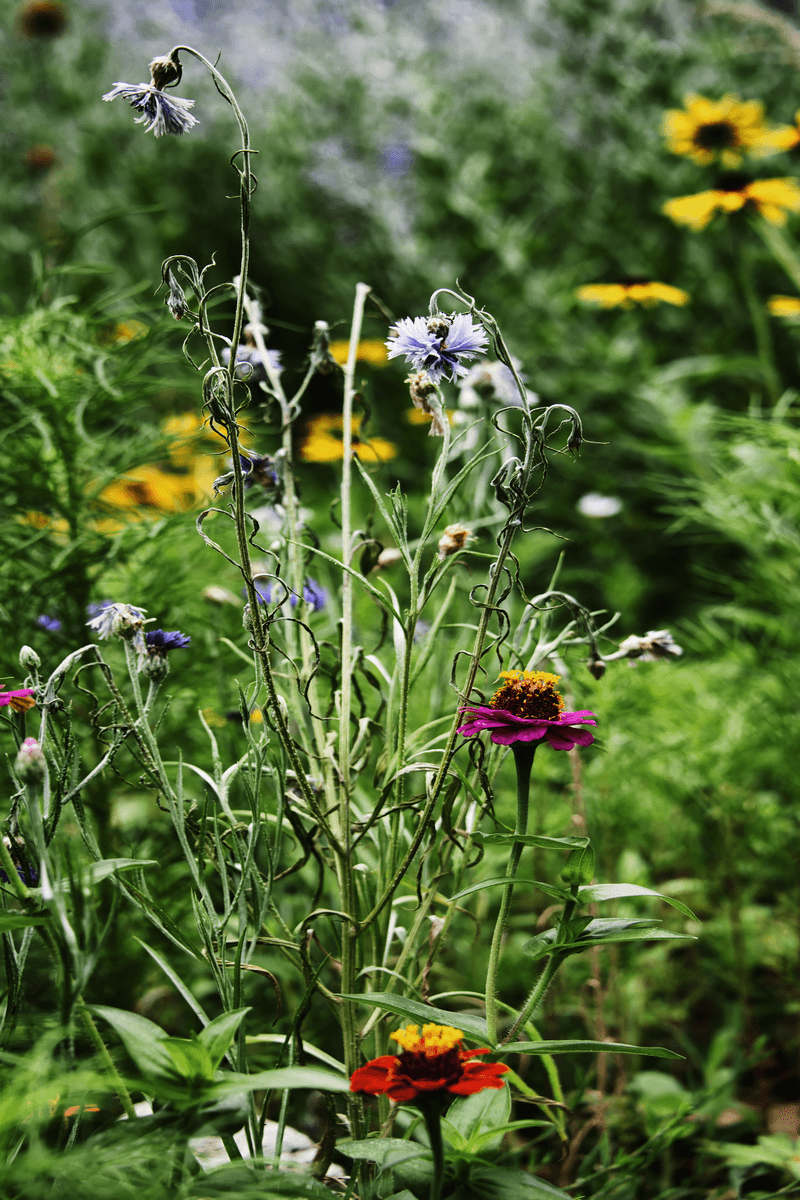 Cornflower's Curl