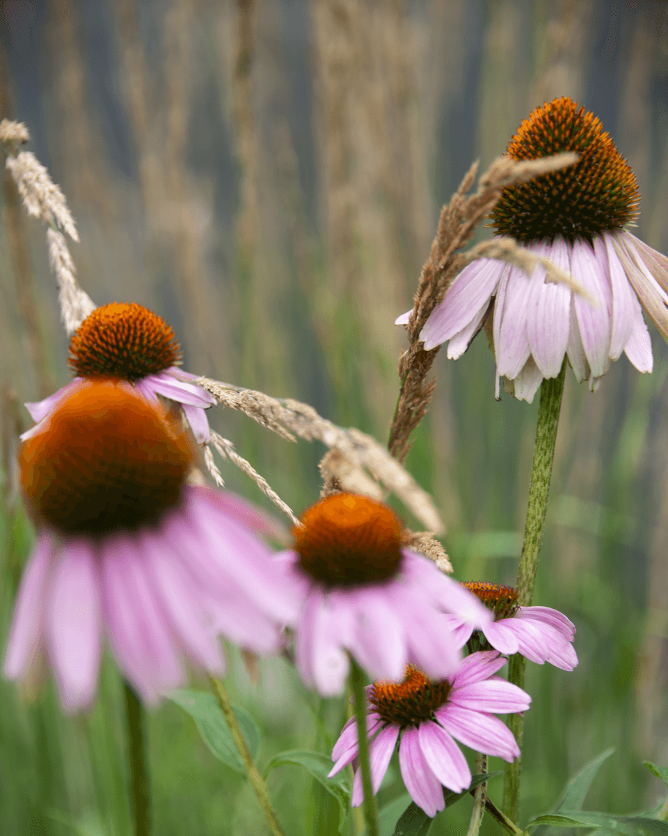 Coneflower Chorus