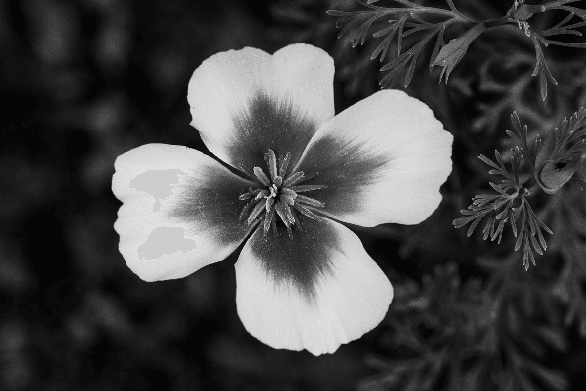 California Poppy, 2026