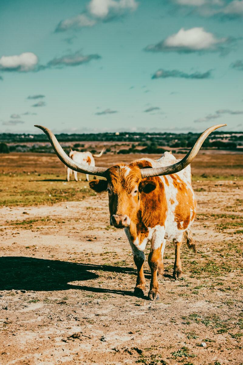 Longhorn 1