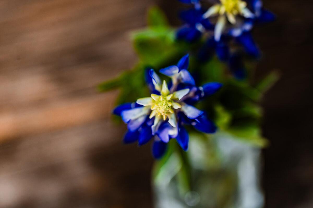 Bluebonnet 5