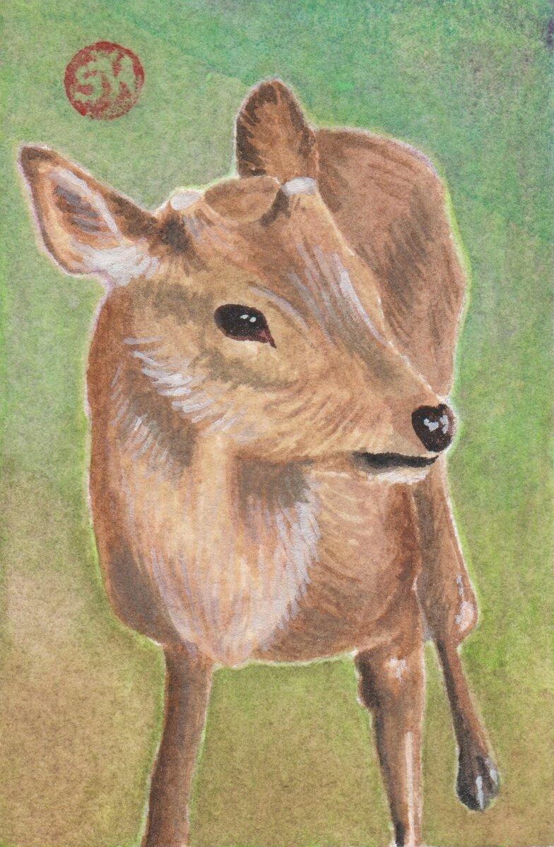 Nara Deer