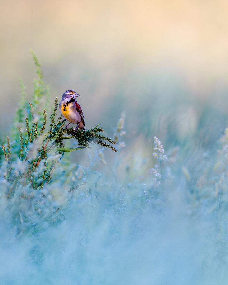 Sunset Dickcissel