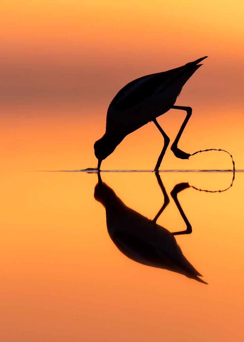 Sunset Avocet