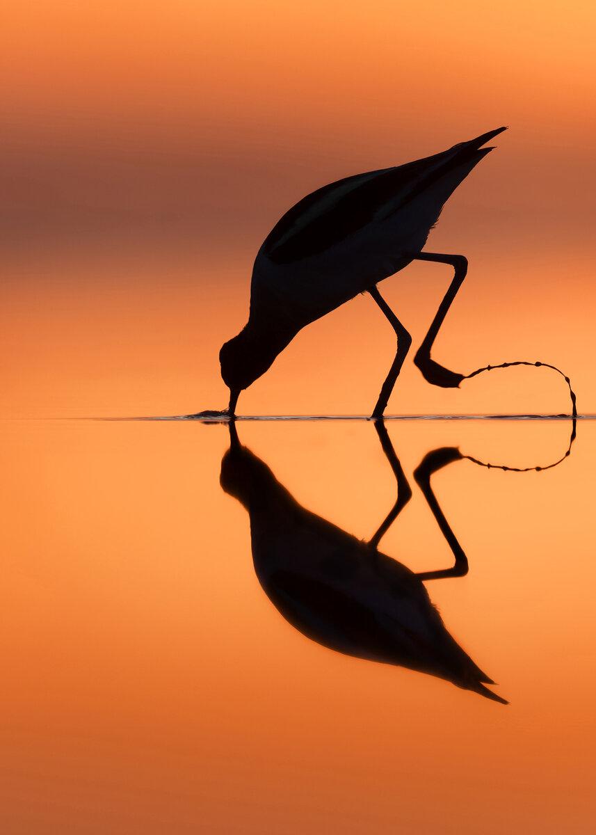 Sunset Avocet