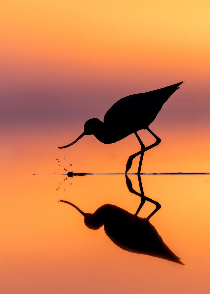 Sunset Avocet