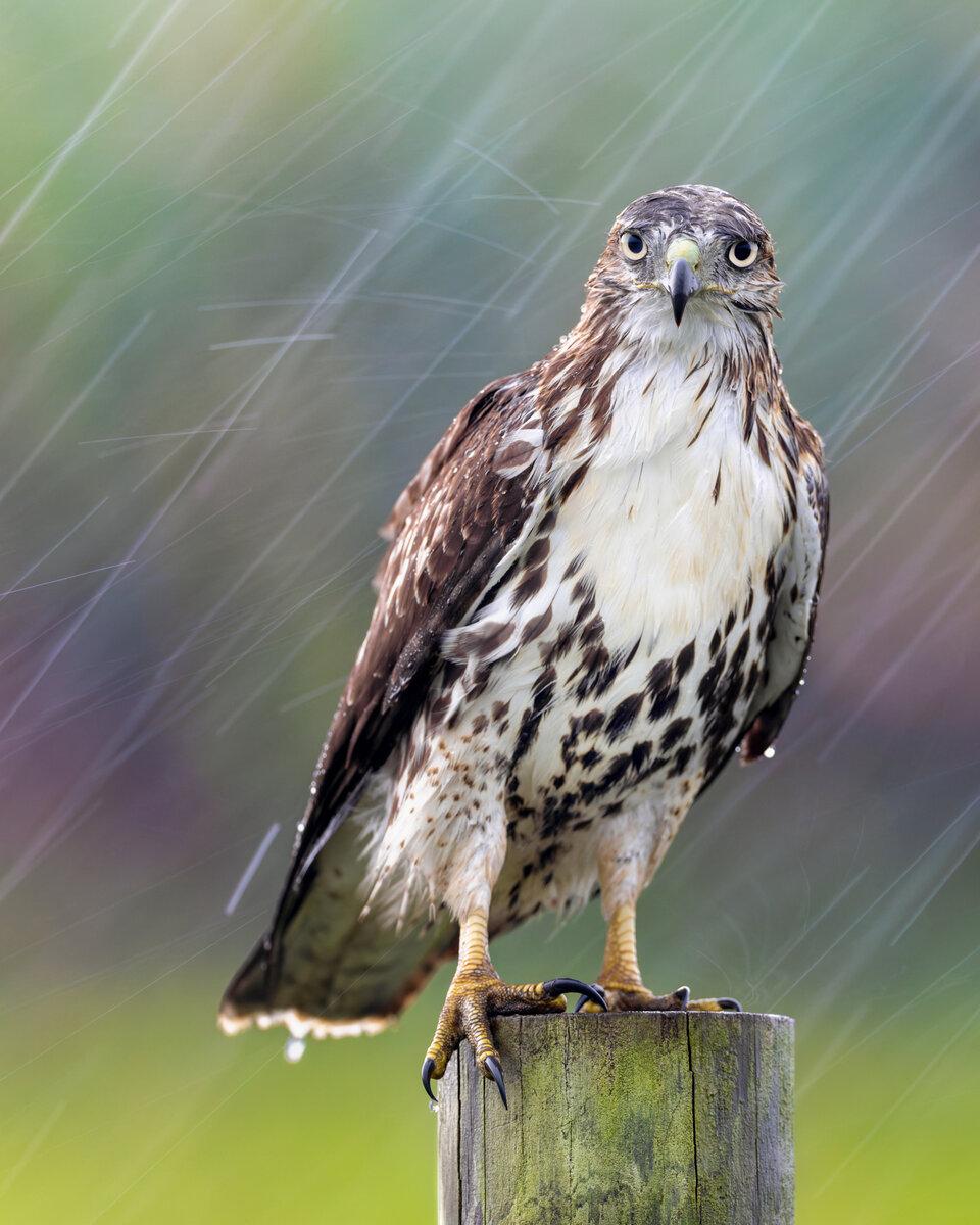 Rain Rain Go Away