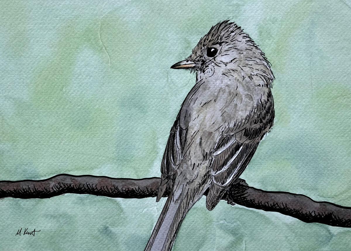 Western Flycatcher