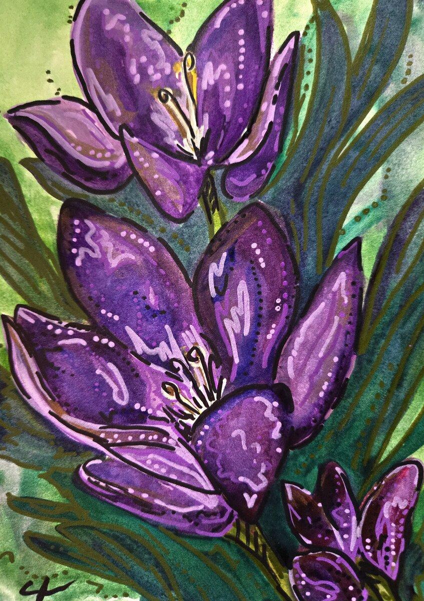 Purple Crocus