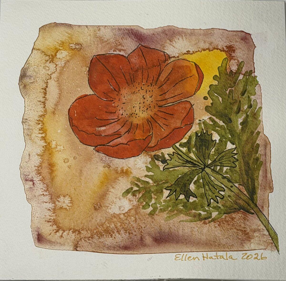 Orange poppy