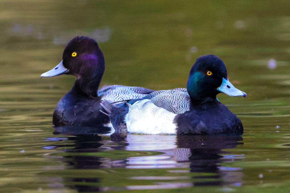 Bluebills