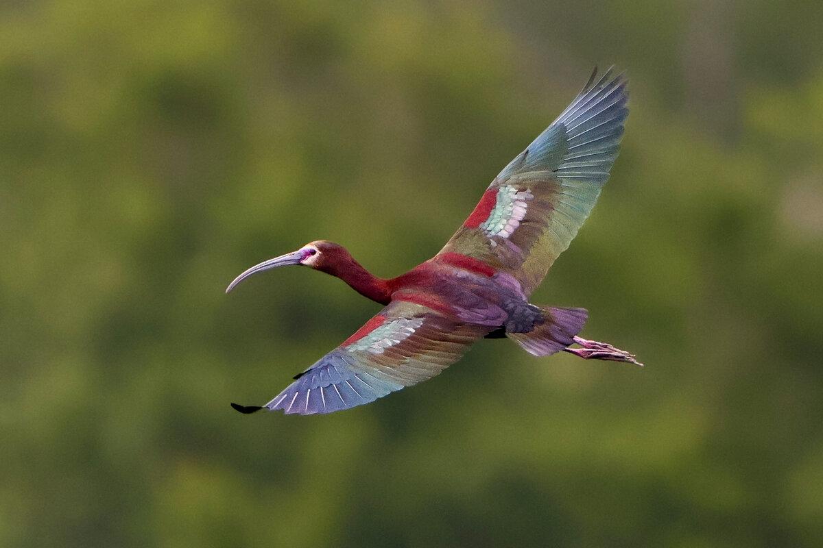 White Faced Ibis