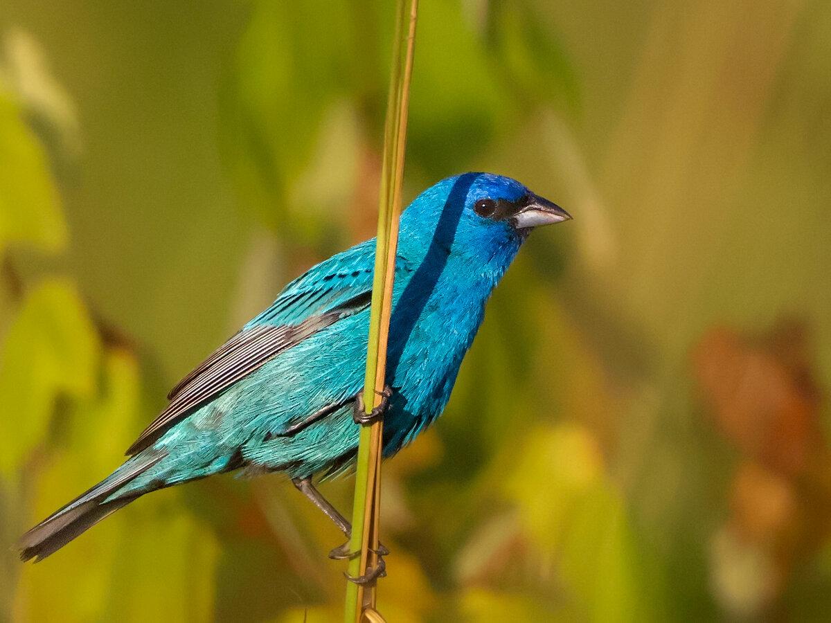 IndigoBunting1