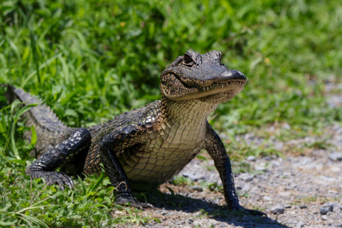 alligator