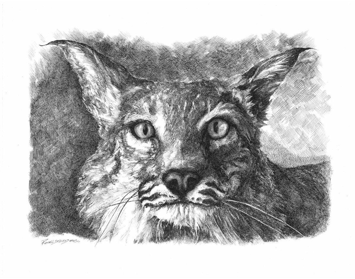Lynx